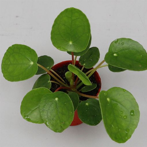 Pilea peperomioides