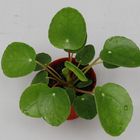 Pilea peperomioides