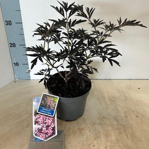 Sambucus nigra CHERRY LACE