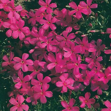 Phlox 'Crackerjack'