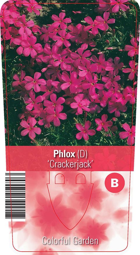 Phlox 'Crackerjack'