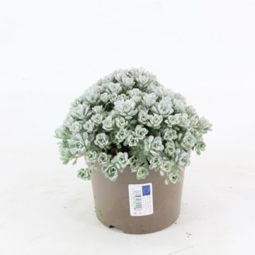 Sedum spathulifolium 'Cape Blanco'