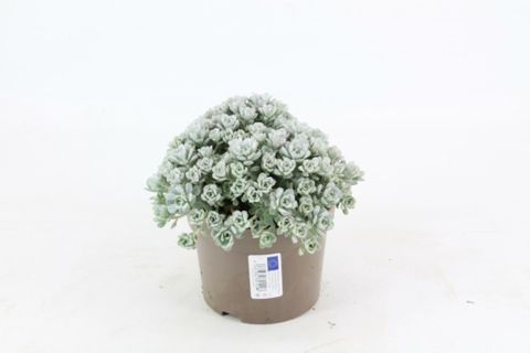 Sedum spathulifolium 'Cape Blanco'
