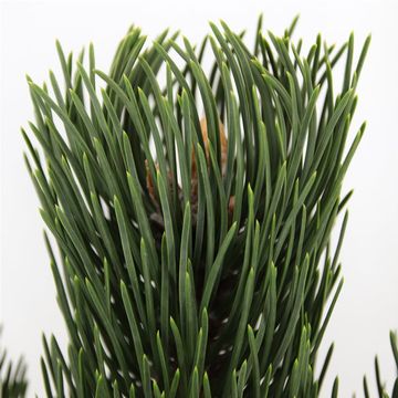 Pinus nigra 'Oregon Green'