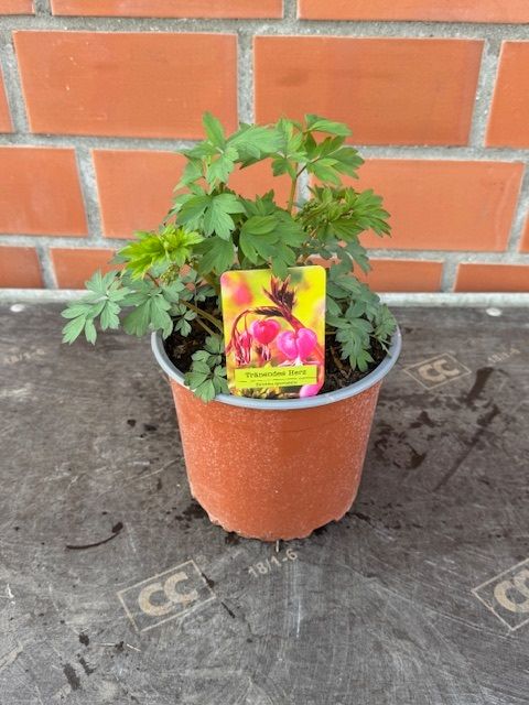 Dicentra spectabilis