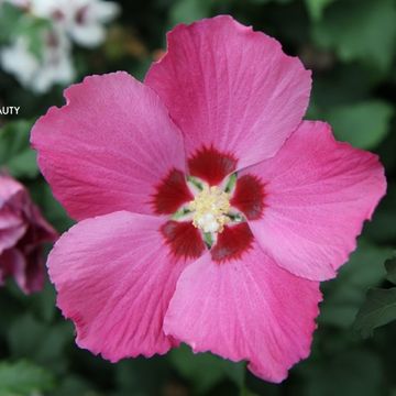 Hibiscus syriacus 'Woodbridge'