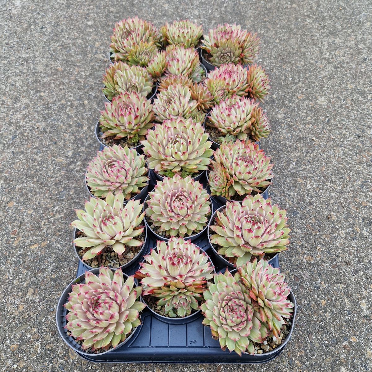 Sempervivum 'Zulay' – Joubarbe Rose Magnifique – Succulente Rustique En Godet 12 Cm