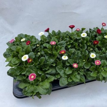 Bellis perennis MIX IN POT