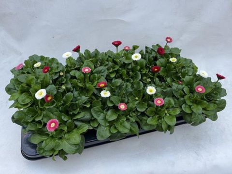 Bellis perennis MIX IN POT