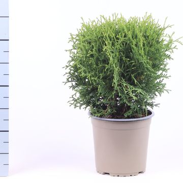 Thuja occidentalis 'Tiny Tim'