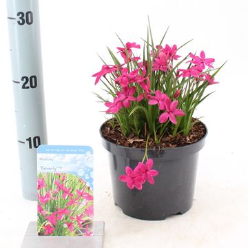 Rhodohypoxis 'Beverly'