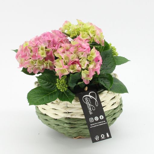 Aranżacja Hydrangea