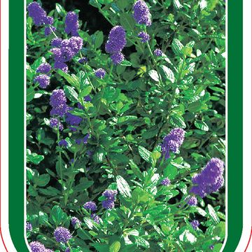 Ceanothus griseus 'Yankee Point'