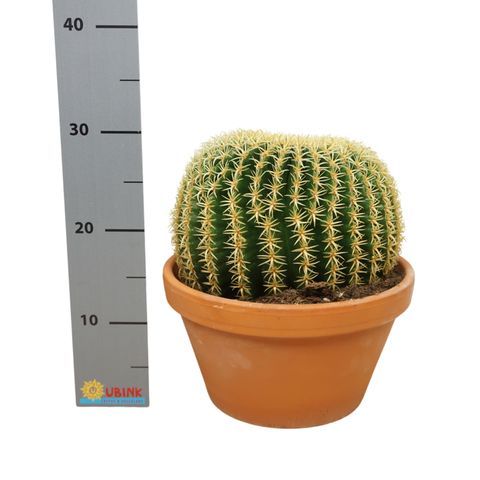 Echinocactus grusonii brevispinus