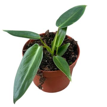 Philodendron spiritus-sancti