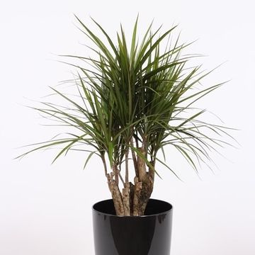 Dracaena marginata