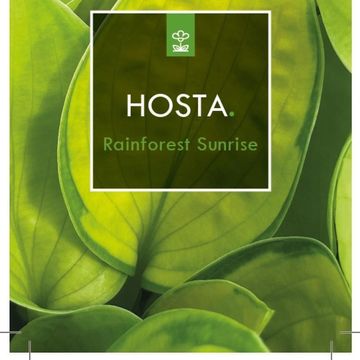 Hosta 'Rainforest Sunrise'