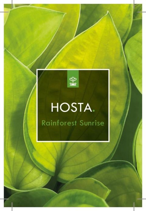 Hosta 'Rainforest Sunrise'
