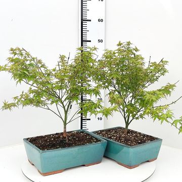 Acer palmatum 'Little Princess'