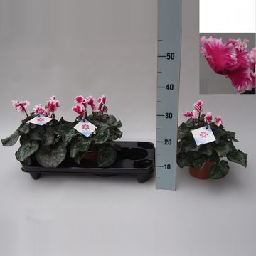 Cyclamen persicum 'Halios Friola Magenta'