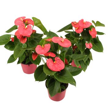 Антуриум ARISA PINK