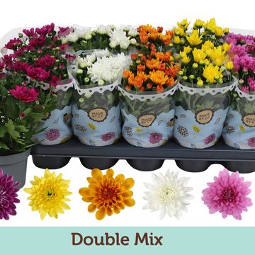 Chrysanthemum DOUBLEFLOWERING MIX