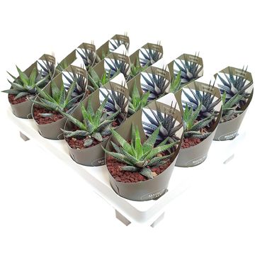 Haworthia 'Universe'