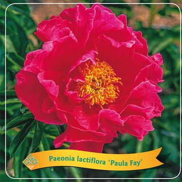 Paeonia 'Paula Fay'