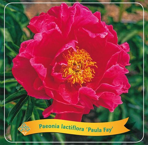 Paeonia 'Paula Fay'