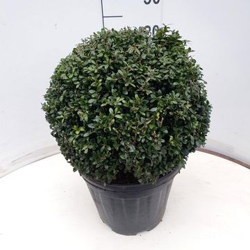 Ilex crenata 'Stokes'