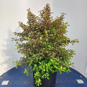 Coprosma repens 'Pina Colada'
