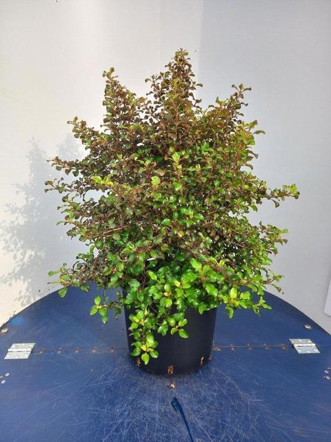 Coprosma repens 'Pina Colada'