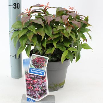 Leucothoe fontanesiana DARK DIAMOND