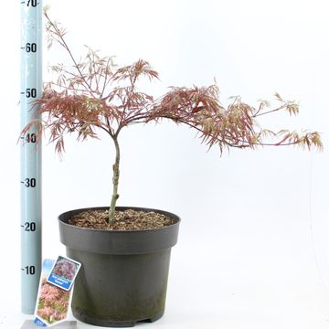Acer palmatum 'Garnet'