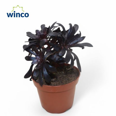 Aeonium arboreum 'Zwartkop'
