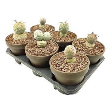 Tephrocactus geometricus