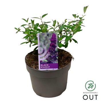 Buddleja davidii 'Black Knight'