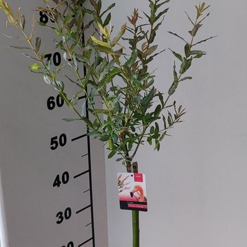 Salix integra 'Flamingo'