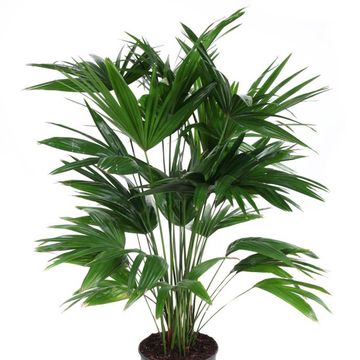 Livistona chinensis