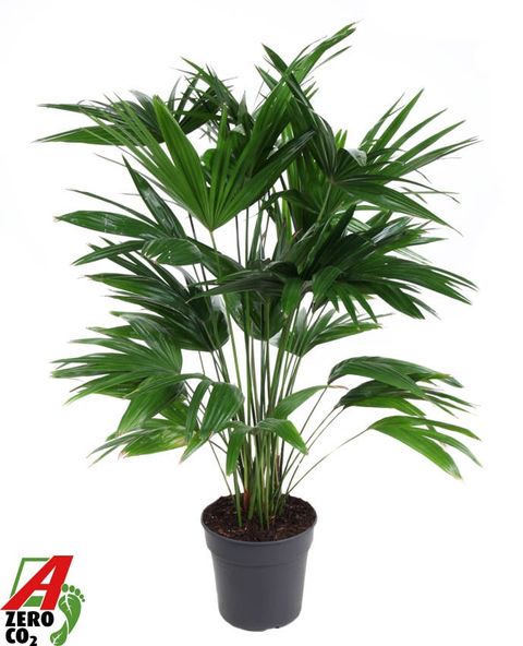 Livistona chinensis