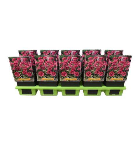 Dianthus CODE BICOLOUR