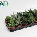 Haworthia MIX