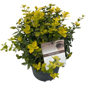 Euonymus japonicus GOLDMINE SENSE