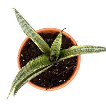 Sansevieria 'Gabriella Variegata'