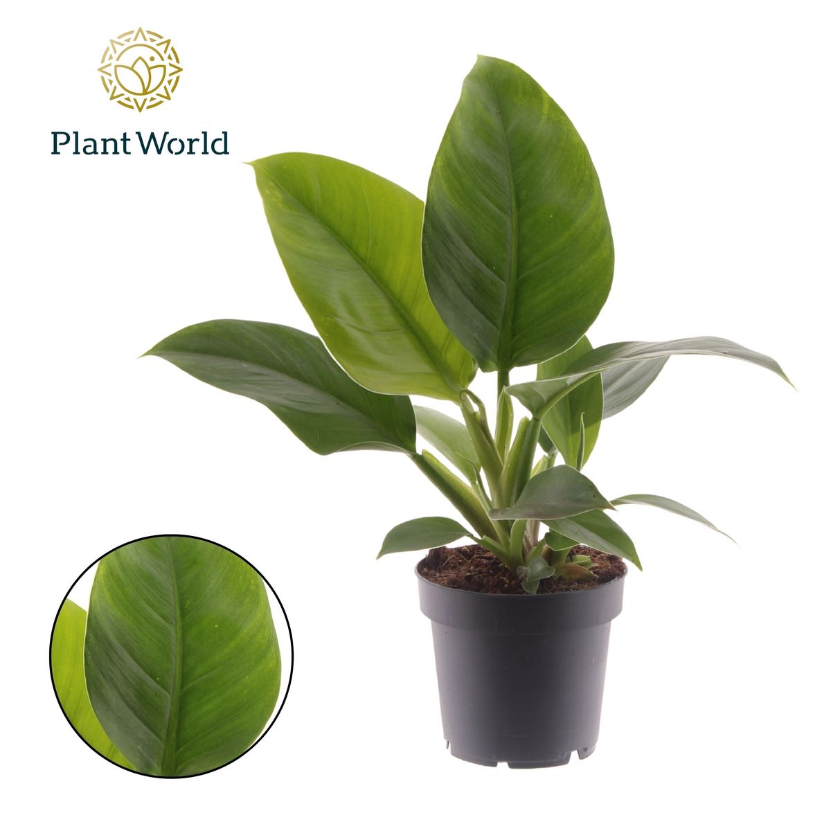 Philodendron 'Imperial Green'  Plant Wholesale FlorAccess
