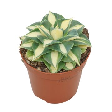 Agave potatorum 'Gold'