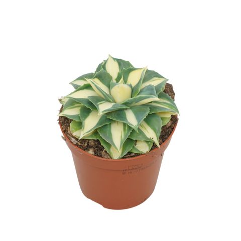 Agave potatorum 'Gold'