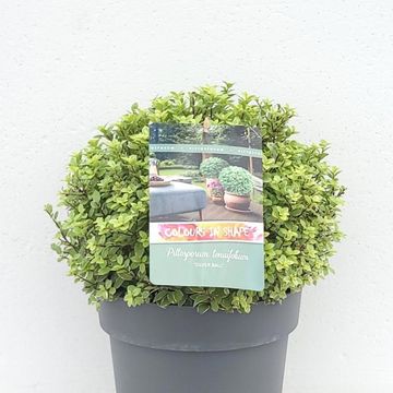 Pittosporum tenuifolium 'Silver Ball'