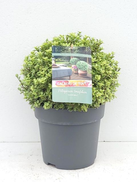 Pittosporum tenuifolium 'Silver Ball'