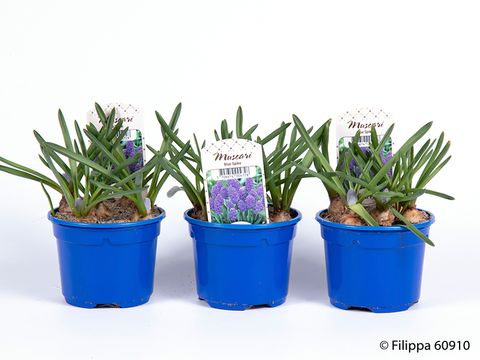 Muscari armeniacum 'Blue Spike'